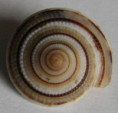 /products/architectonica-modesta-philippi-1849/